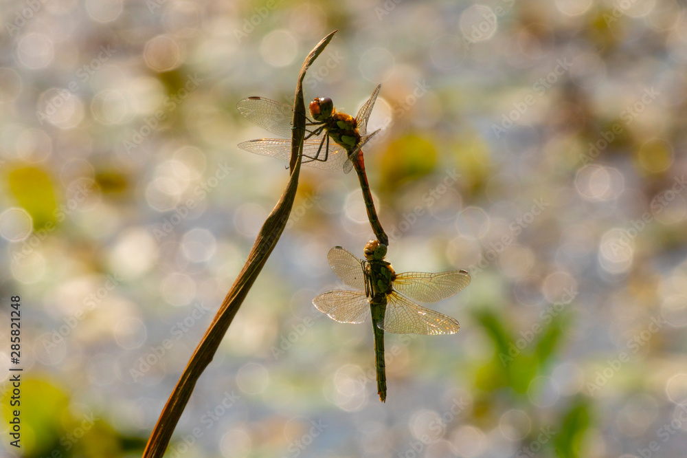 Naklejka premium Dragonflies in tandem silhouetted against a bokeh background