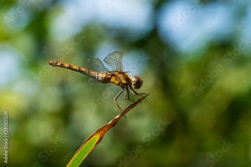 Common Darter dragonfly perched ready for flight
