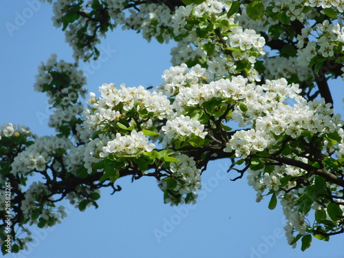 branch of cherry tree