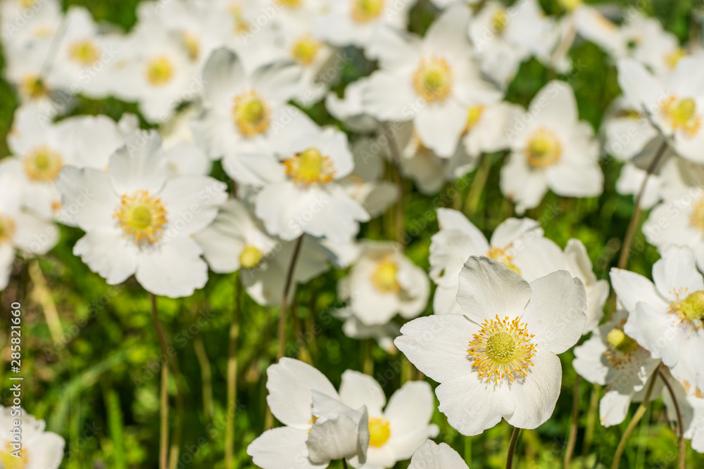 White blooming flower in natural environment. Anemone sylvestris, in English wood anemone, windflower, thimbleweed, and smell fox. White blooming flower in natural environment. Anemone sylvestris, in English wood anemone, windflower, thimbleweed, and smell fox.