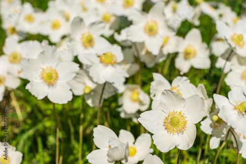 White blooming flower in natural environment. Anemone sylvestris  in English wood anemone  windflower  thimbleweed  and smell fox.