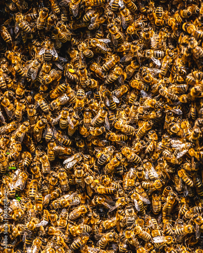 A swarm of European honey bees clinging to a bee queen on a bush A swarm of European honey bees clinging to a bee queen on a bush