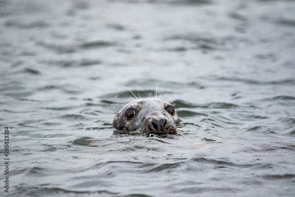 Obraz premium Grey Seal - (Halichoerus grypus) 