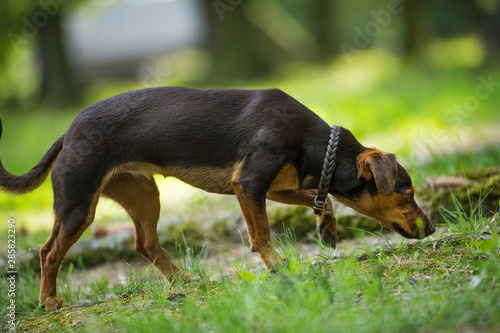 Pinscher sniffs on the ground in a park © DoraZett