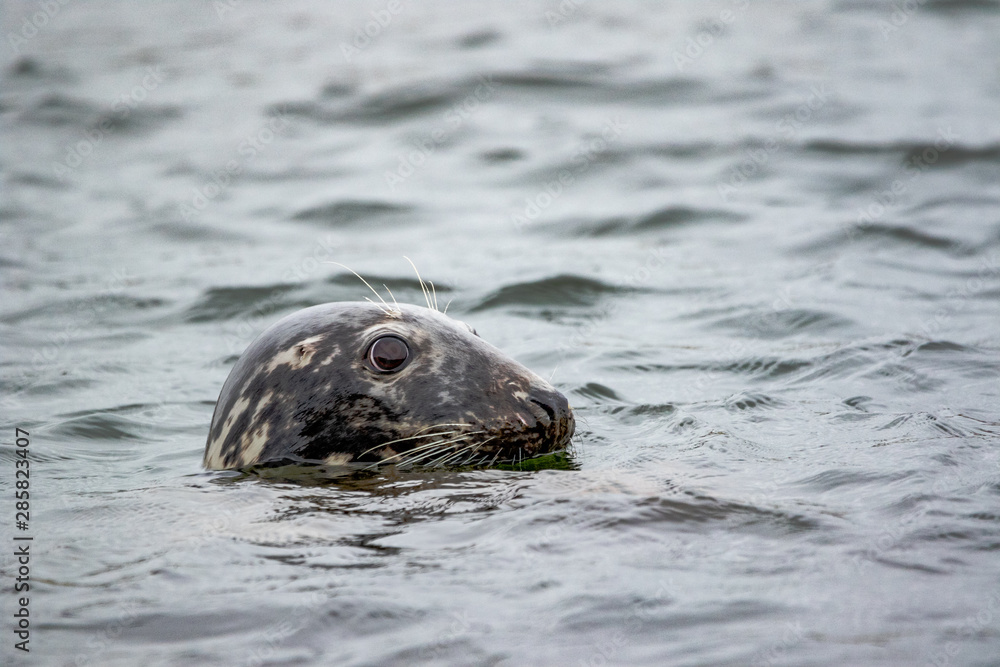 Fototapeta premium Grey Seal - (Halichoerus grypus) 