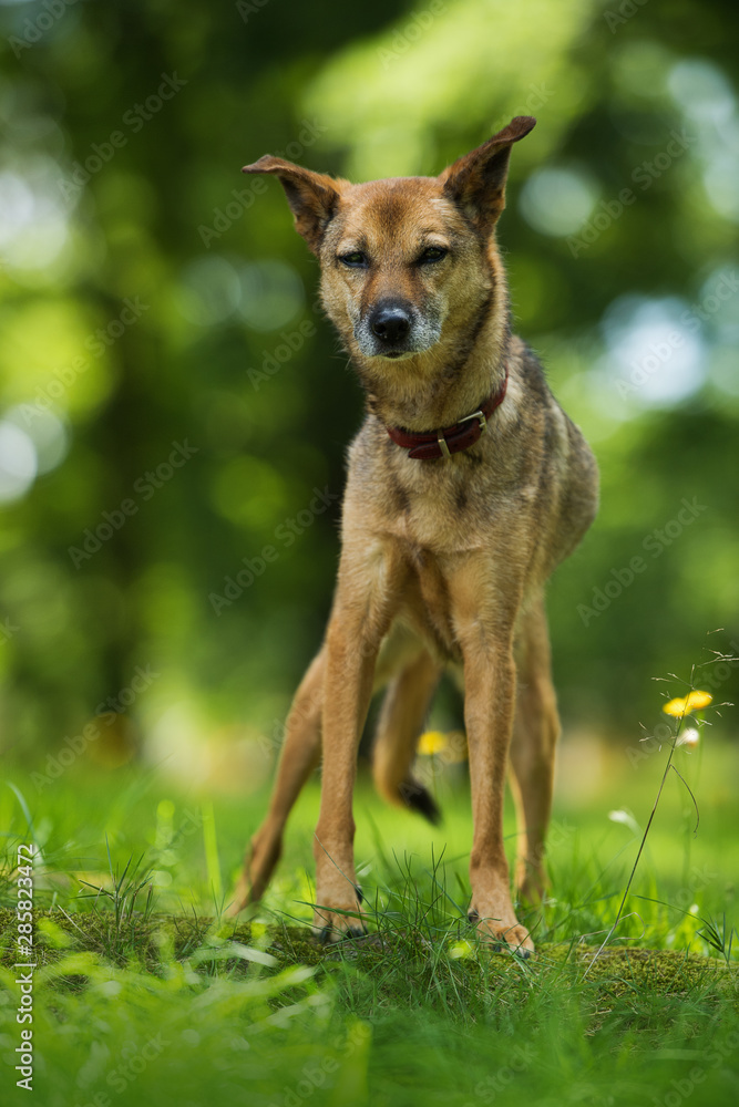 Old mixed breed dog in a summer meadow Old mixed breed dog in a summer meadow