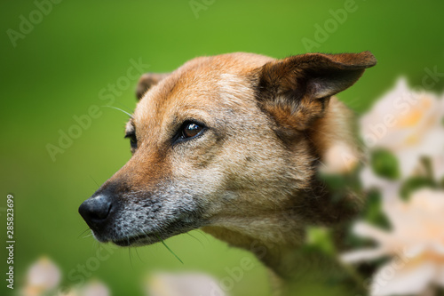 Portrait of a old cross breed dog 