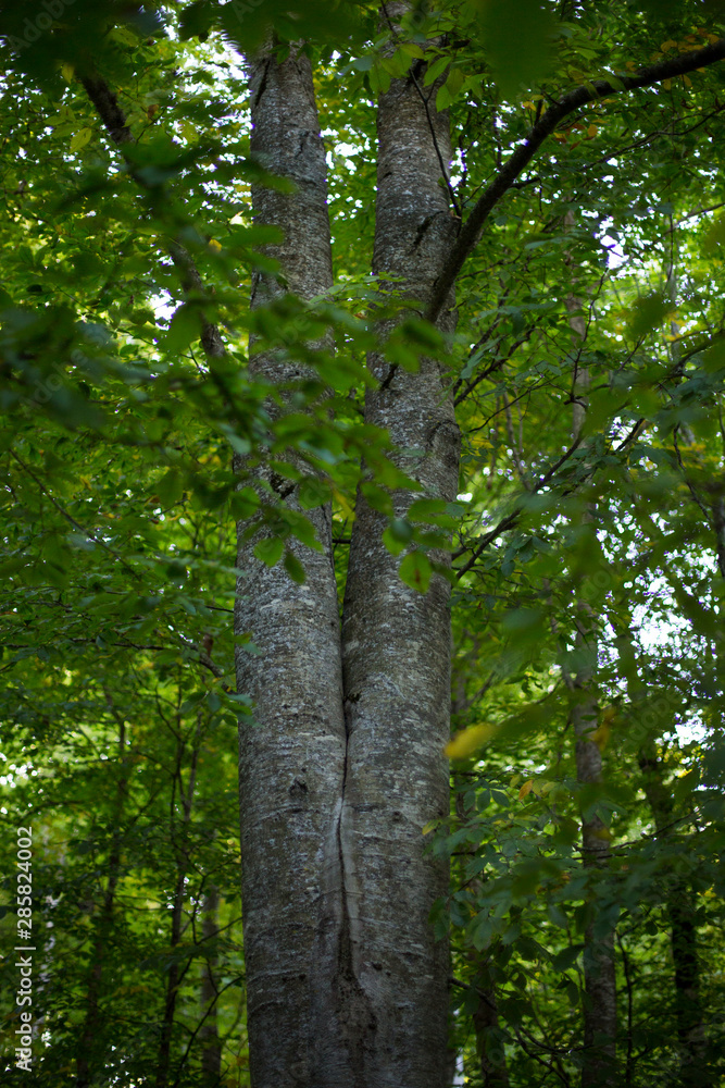 Fototapeta premium Nature and culture of Georgia