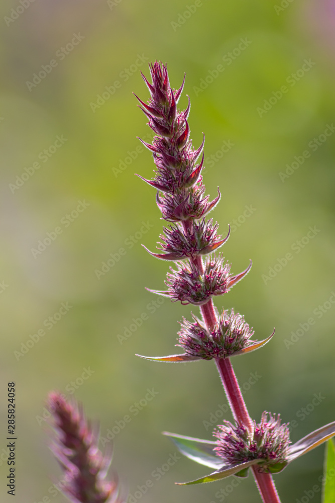 Schöne violette Blume in voller Blüte und bester Blütezeit lädt Insekten wie Hummeln und Bienen zum Nektarsammeln ein und erfreut Wanderer und Spaziergänger gleichermaßen
