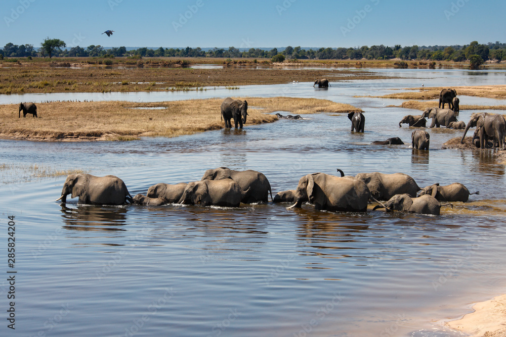 Group of African Elephants - Chobe River - Botswana Group of African Elephants - Chobe River - Botswana
