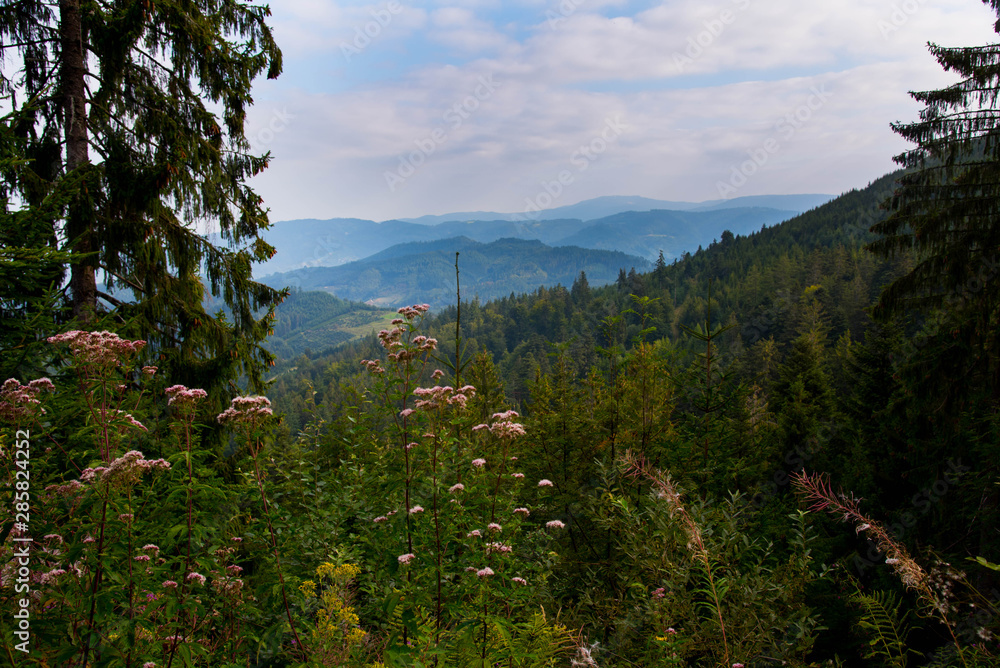 Landschaft im Schwarzwald nahe des Moosturm