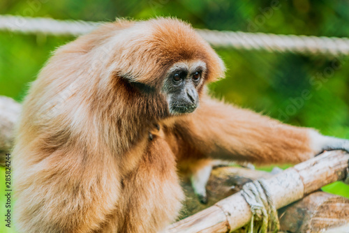 Wallpaper Mural Gibon białoręki, małpa, Hylobates lar Torontodigital.ca