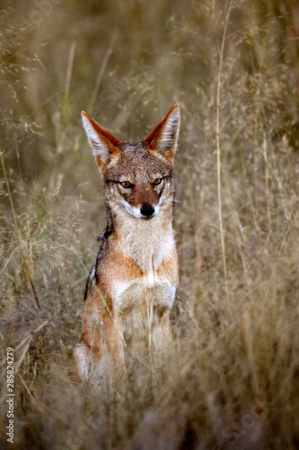 A Black-backed Jackal (Canis mesomelas) in the Savuti area of Botswana photo