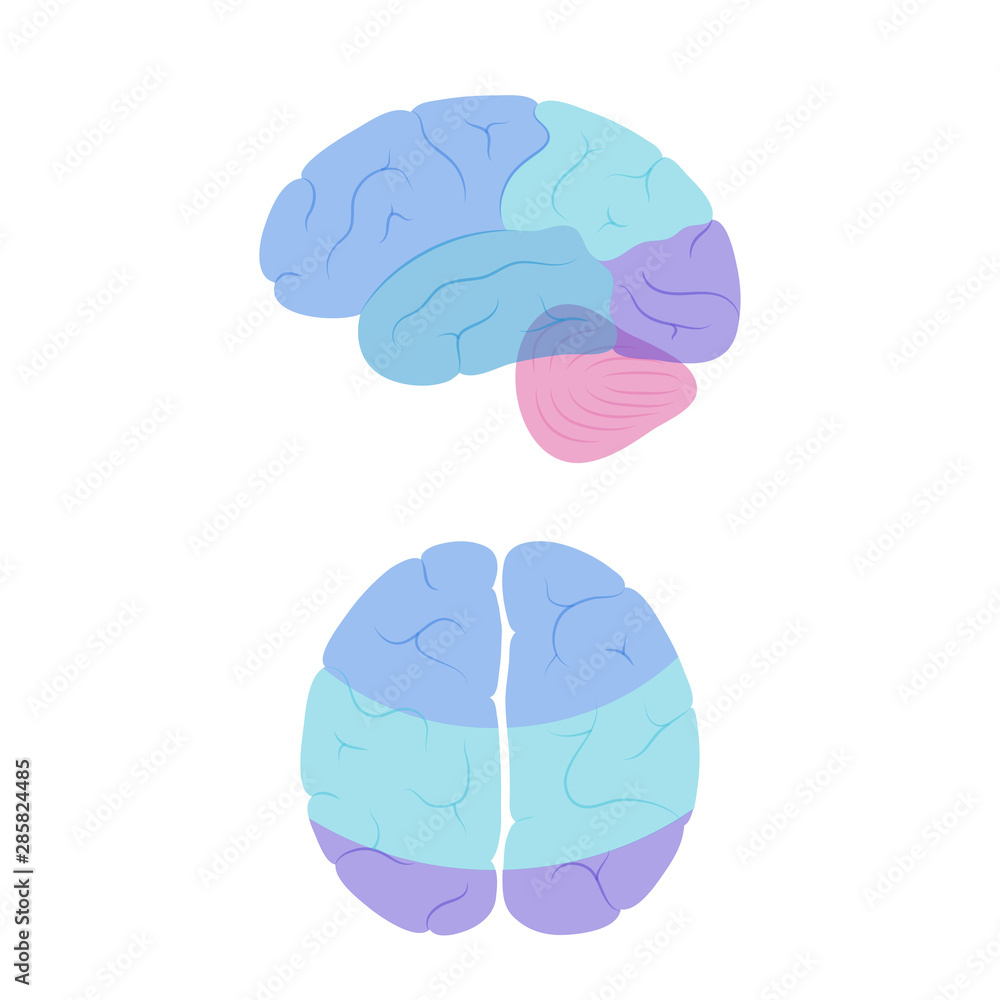 Vector illustration of human brain anatomy Stock Vector | Adobe Stock