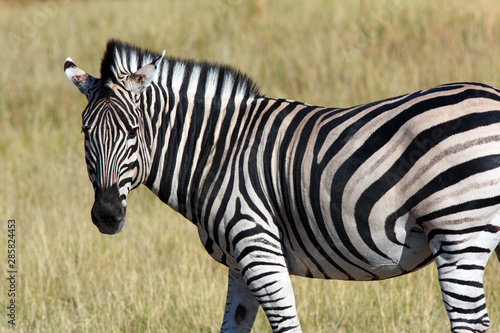 Zebra  Equus quagga  - Botswana