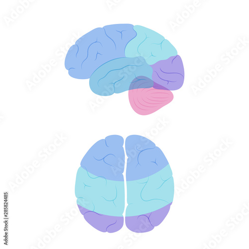 Vector illustration of human brain anatomy 