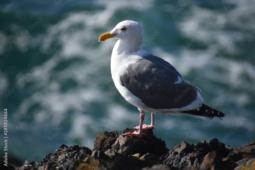 Fototapeta premium Seagull at the Ocean