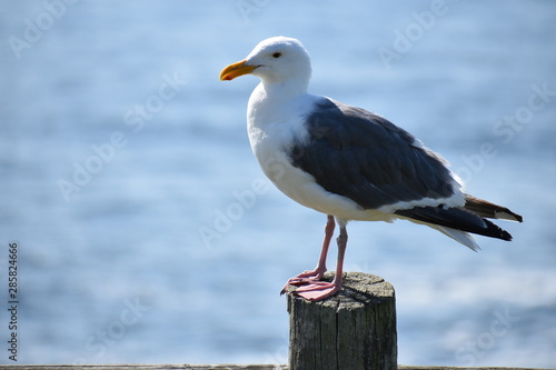 Seagull at the Sea