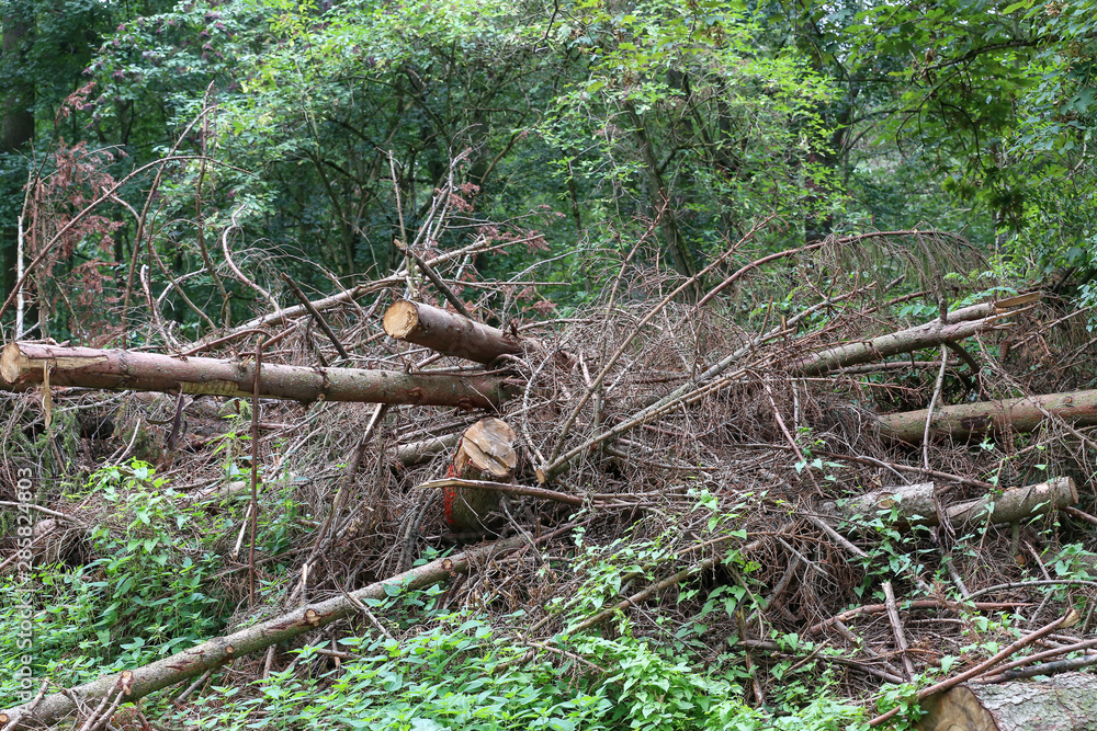 Dry trees in the forest. Deadwood coniferous forests. Dry trees in the forest. Deadwood coniferous forests.