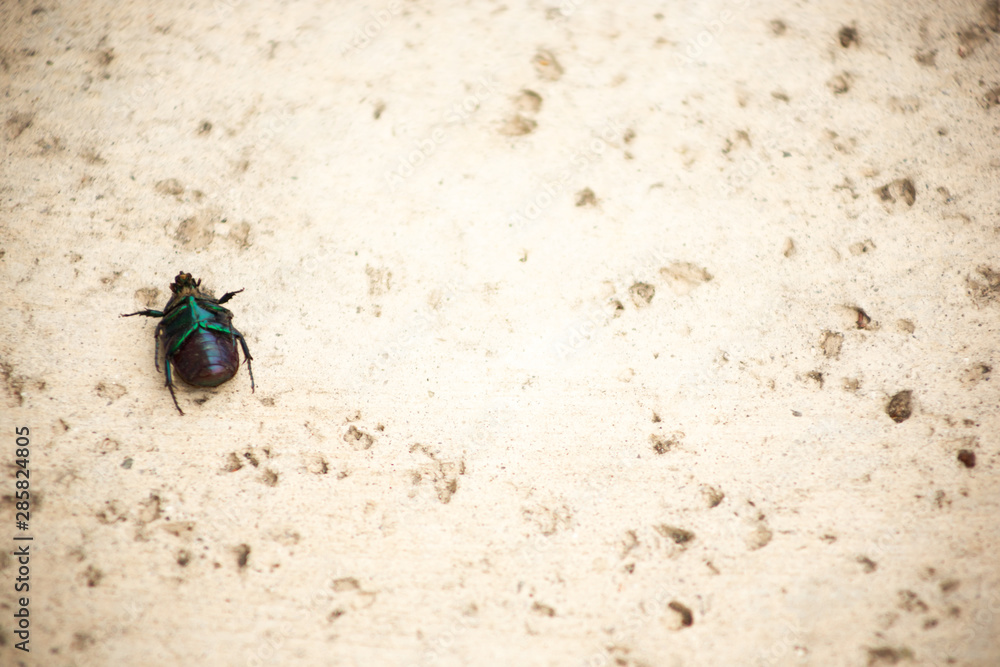 A dead Japanese beetle laying on its back on the pavement