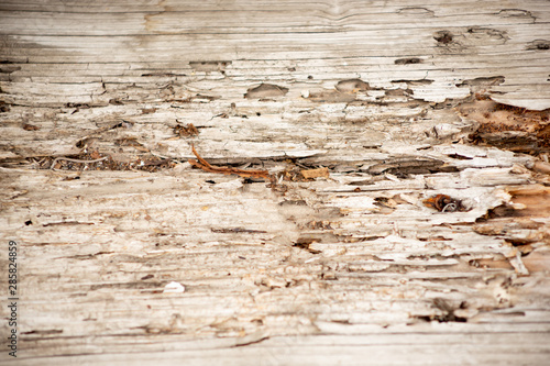 A closeup of damaged wood caused by a termite infestation