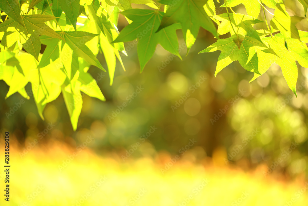Obraz premium Green background from leaves and maple tree i