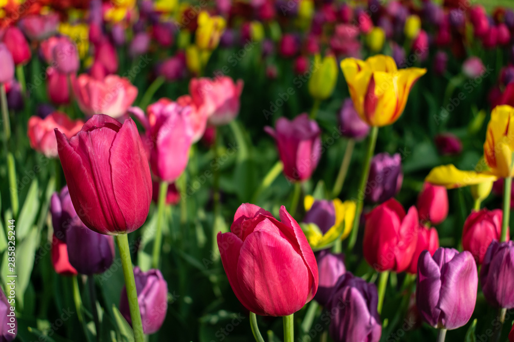 Colorful tulips in the flower garden. Flowers multicolored tulips flowering on public park