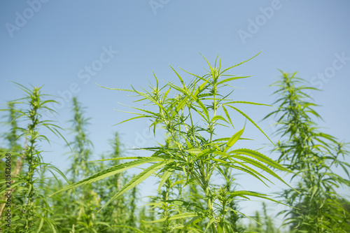 Sunny day on the industrial hemp field