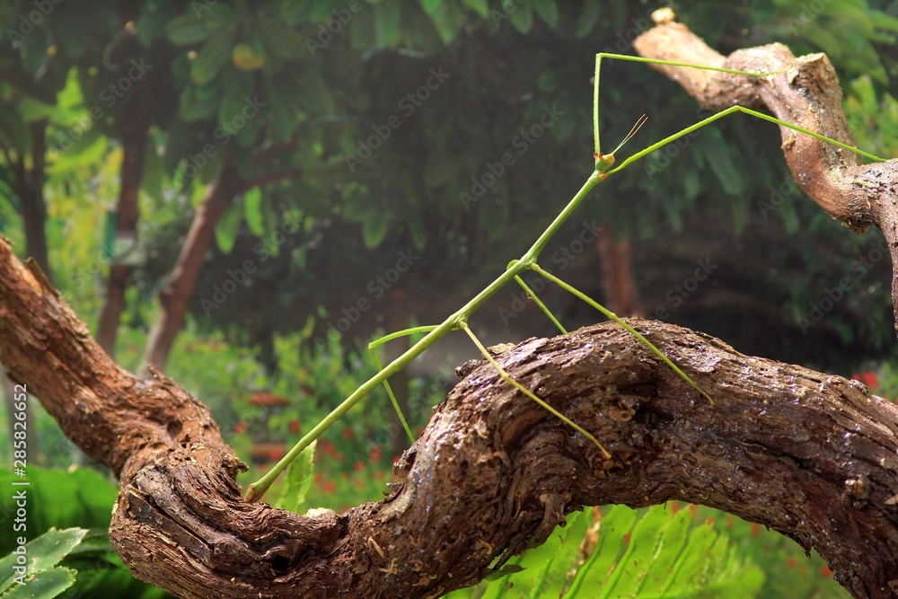 Stick insect Ramulus nematodes 