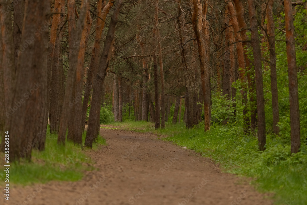 Obraz premium Pine forest path, summer time. Copy space.