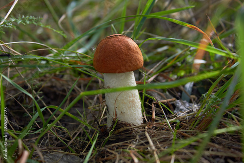 Beautiful leccinum mushroom, known as orange-birch swamp, in the autumn forest among grass.