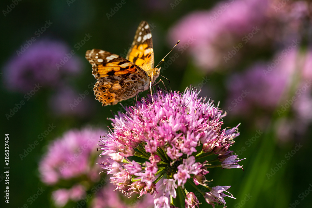 Portrait of painted lady butterfly on the pink flower in the summer garden Portrait of painted lady butterfly on the pink flower in the summer garden
