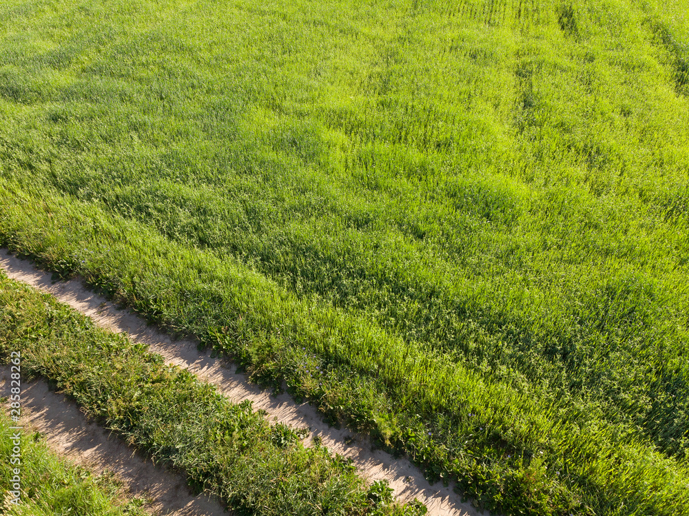 Natural background. Field with bright juicy green grass, rural road. View from the drone from a small height Natural background. Field with bright juicy green grass, rural road. View from the drone from a small height