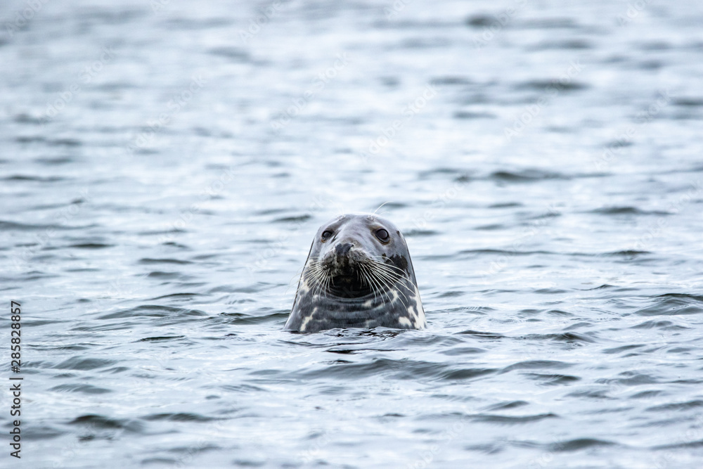 Fototapeta premium Grey Seal - (Halichoerus grypus) 