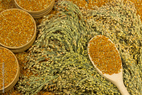 Sprigs of red millet. Grains of millet in a wooden spoon and box, close-up.
