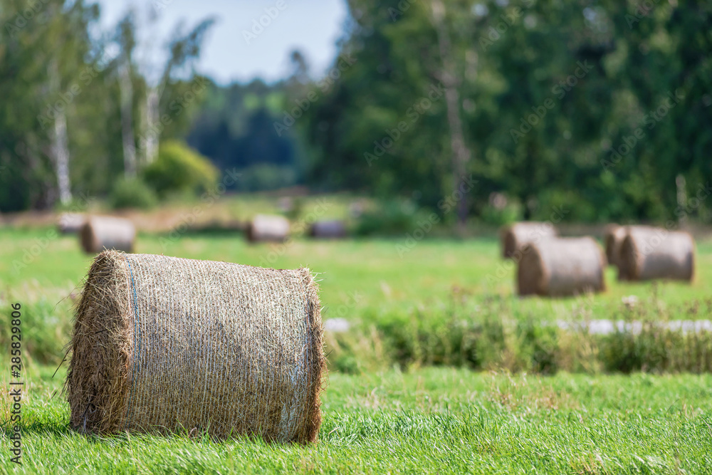 Hay bales on a green cropfield during a late summer day