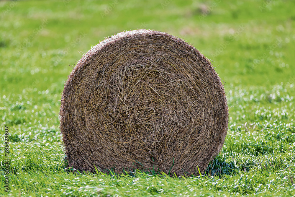 Hay bales on a green cropfield during a late summer day Hay bales on a green cropfield during a late summer day