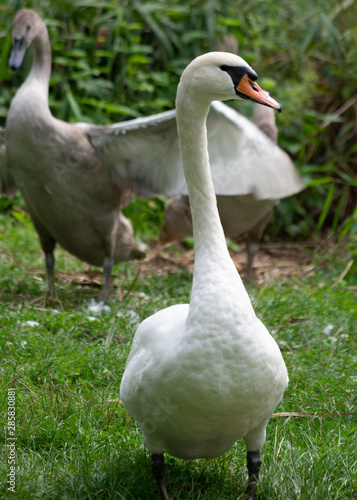 Two swans one is standing second one winds wings