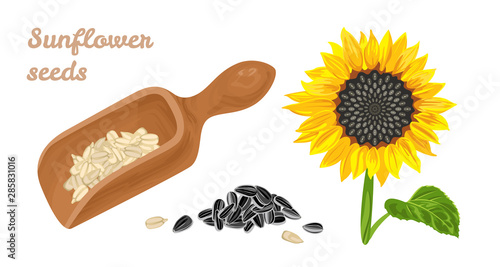 Sunflower seeds in wooden spoon, blooming sunflower with green leaves and heap of unpeeled seeds isolated on white background. Vector illustration of healthy food in cartoon simple flat style.