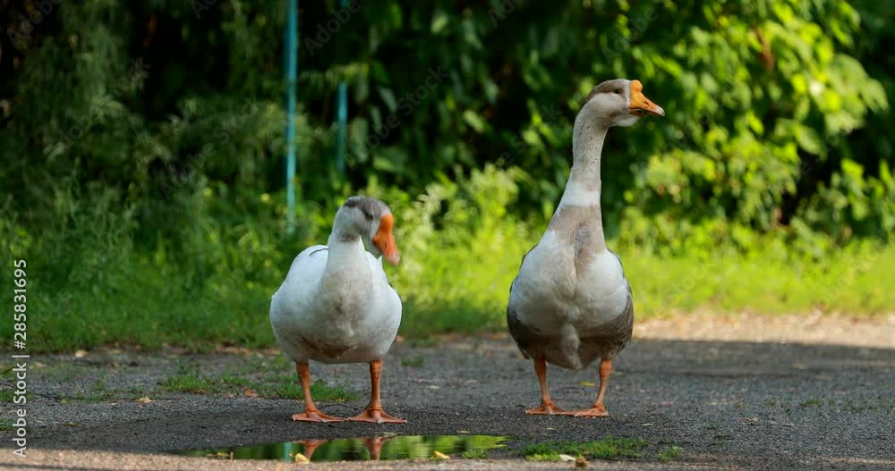 Two White Farm Geese Goose Walking In Farm Yard In Countryside Two White Farm Geese Goose Walking In Farm Yard In Countryside