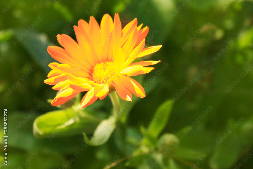 Calendula officinalis blooming in the garden. Calendula officinalis blooming in the garden.