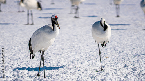 Red Crowned Crane In Snow Landscape