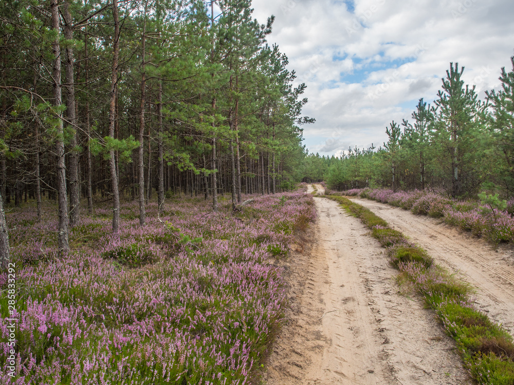 Road and forest Road and forest
