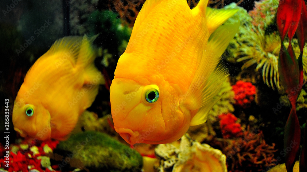 Parrot fish, orange cichlid in the aquarium. Parrot fish, orange cichlid in the aquarium.