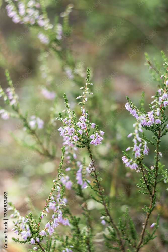 Detail of a flowering common heather (Calluna vulgaris). Amazing photo with beautiful soft focus and light in background Detail of a flowering common heather (Calluna vulgaris). Amazing photo with beautiful soft focus and light in background