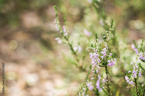 Detail of a flowering common heather (Calluna vulgaris). Amazing photo with  beautiful soft focus and light in background