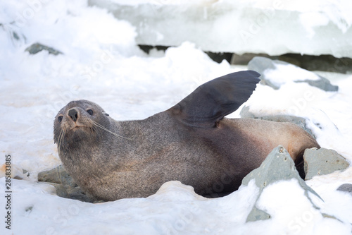 The Antarctic fur seal, sometimes called the Kerguelen fur seal, also known as Arctocephalus gazella sitting on the snow in the Antarctida.
