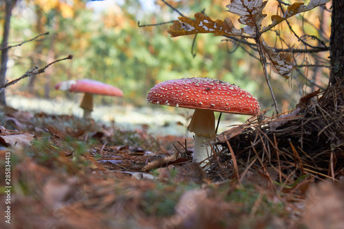 Classic red toadstool, Amanita muscaria mushrom in the autumn forest.