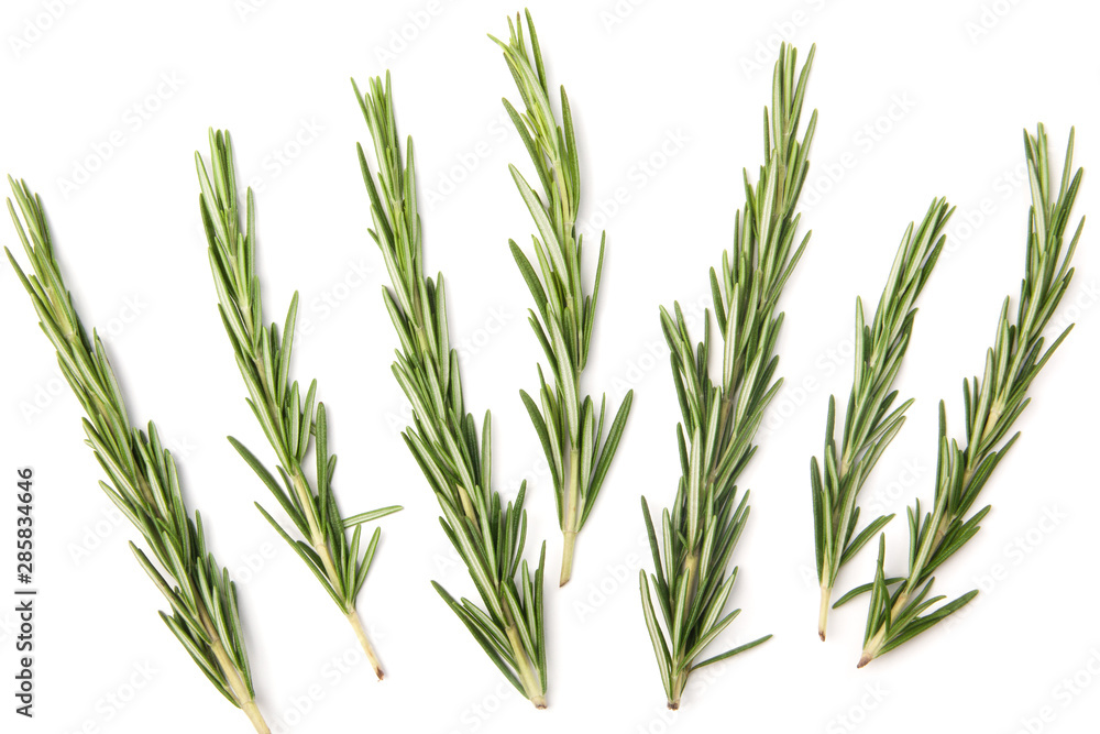 Fototapeta premium Top view of Rosemary isolated on white background
