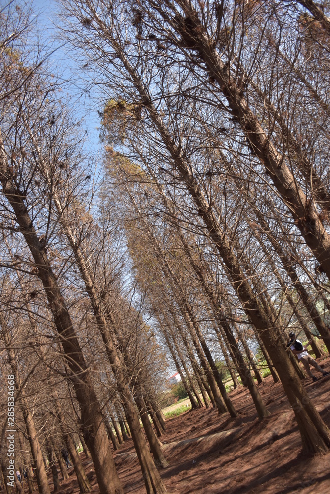Fototapeta premium trees in forest